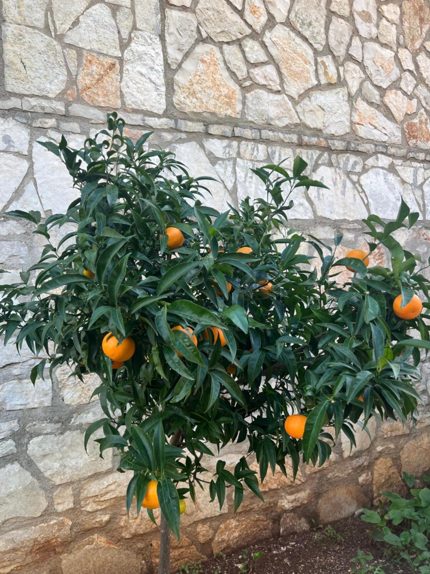 Jardin Miraculeux Hotel Himare Bagian luar foto