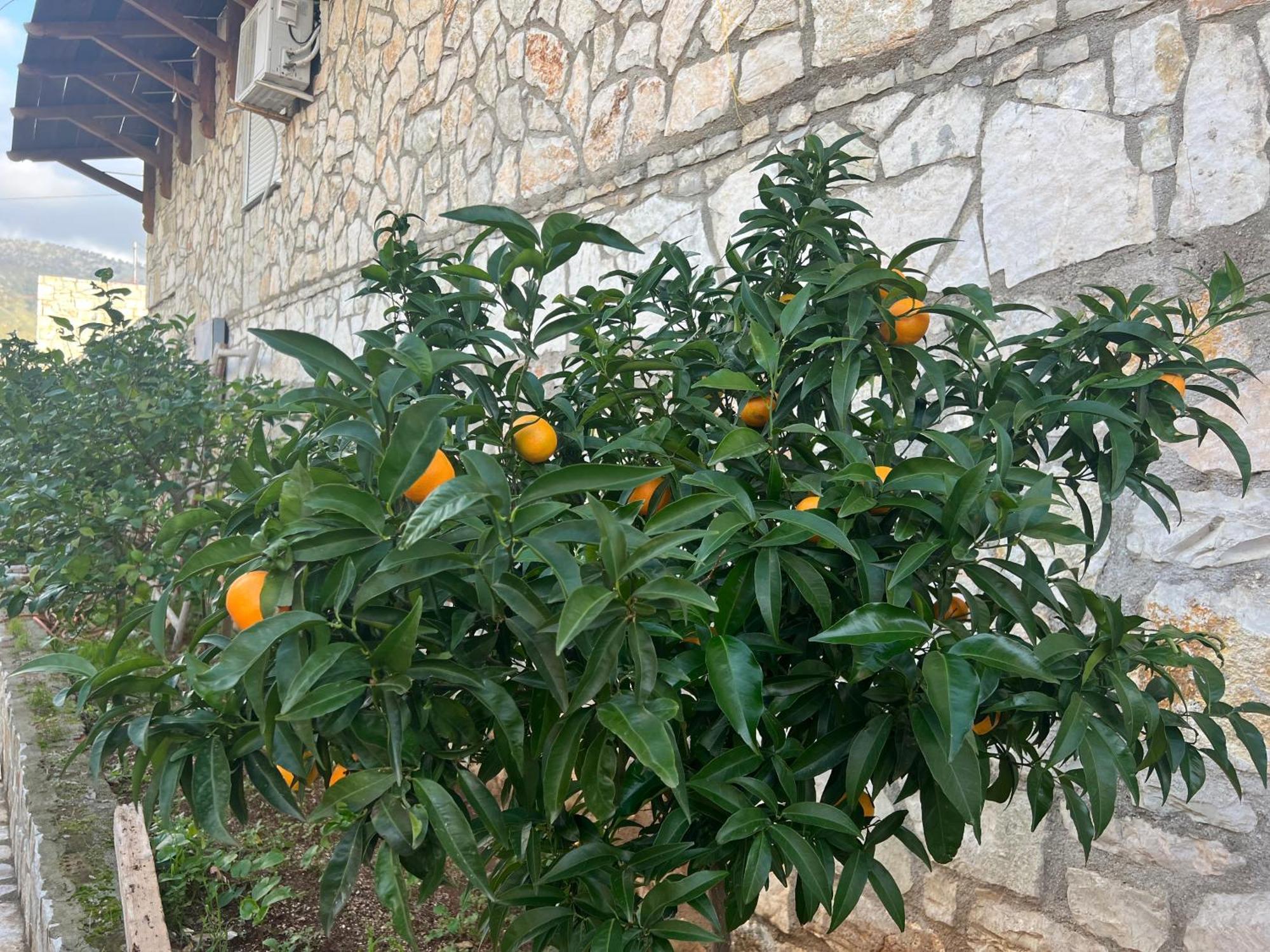 Jardin Miraculeux Hotel Himare Bagian luar foto