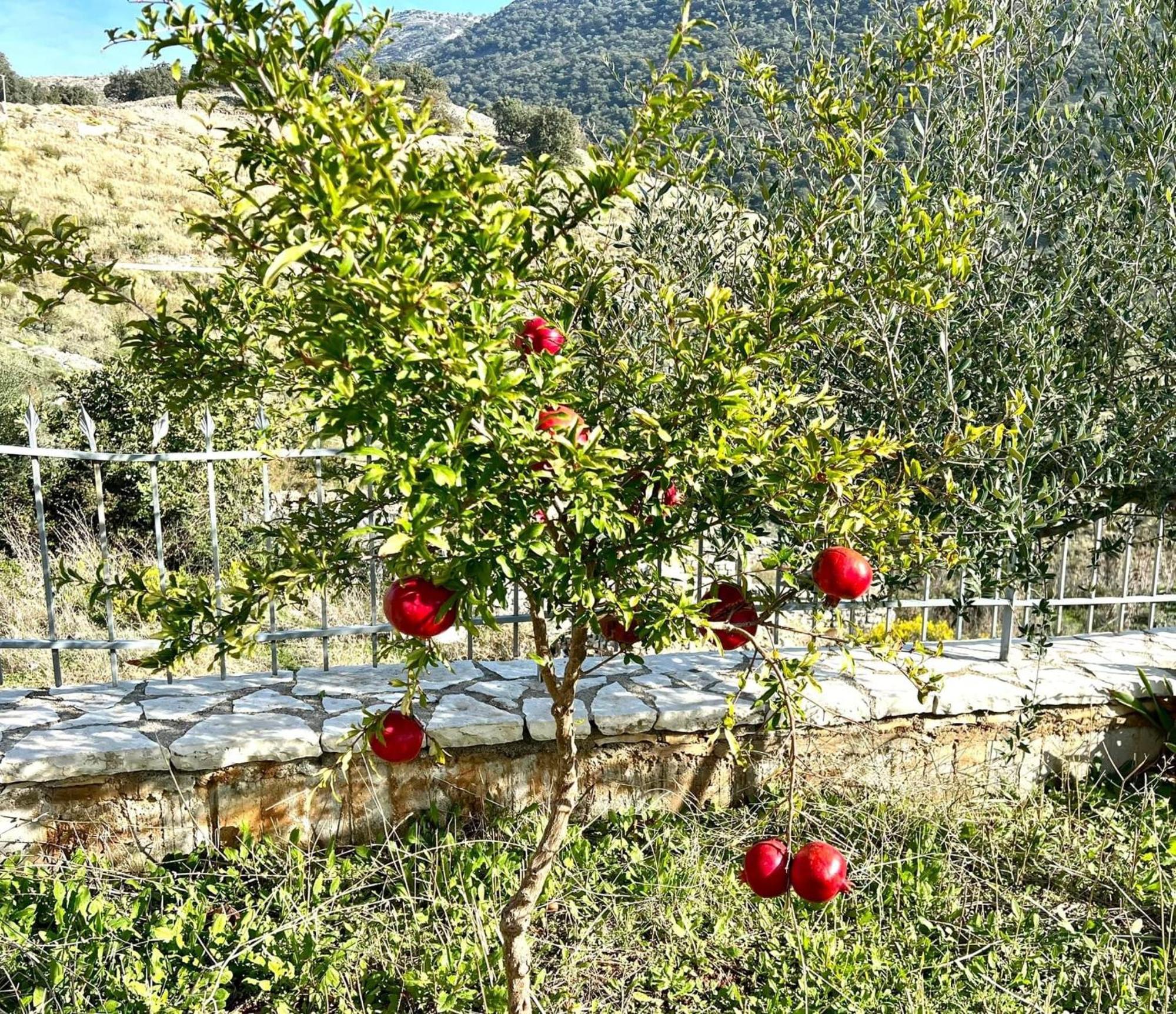 Jardin Miraculeux Hotel Himare Bagian luar foto